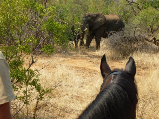 Auf dem Rücken eines Pferdes kommt man besonders nah an Afrikas "Big Five" heran. © African Big Five Horse Safari