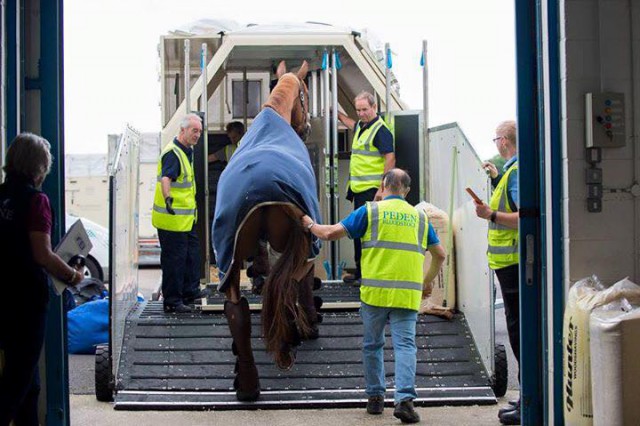 Dürfen Pferde in Zukunft trotz Brexit problemlos von und nach Großbritannien transportiert werden? ©FEI JonStroud
