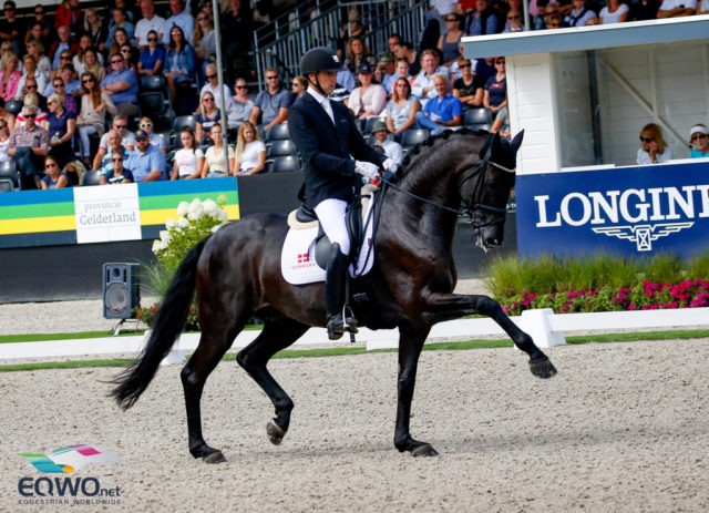2020 wird die Weltmeisterschaft der jungen Dressurpferd "Indoor" stattfinden! Der neue Termin von 9.-13. Dezember verlangt eine Verlegung in die berühmte Niedersachsenhalle. Am Foto: Zhaplin Langholt (GLOCK's Zonik N.O.P. x Stedinger) unter Andreas Helgstrand. © Petra Kerschbaum