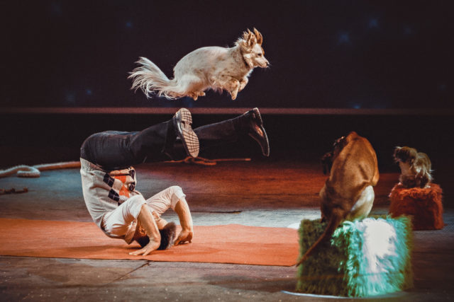 Für die "Amadeus Showtime" 500 Hunde werden in Salzburg dieses Jahr erwartet! ©ZVG