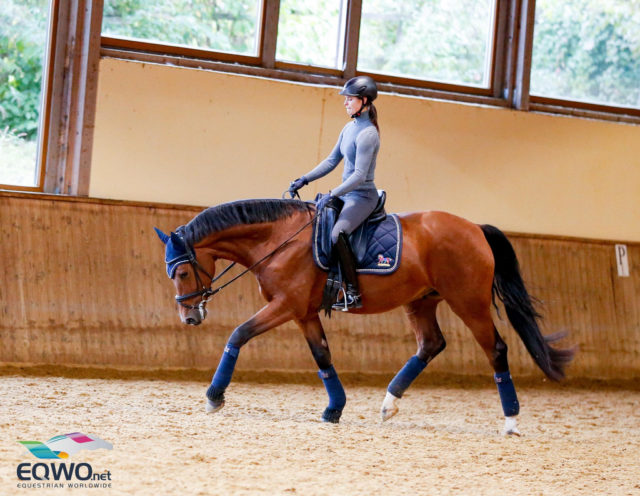 Vorwärts-Abwärts wird immer wieder im Training eingebaut, hier mit einem Vierjährigen Jungpferd © Petra Kerschbaum