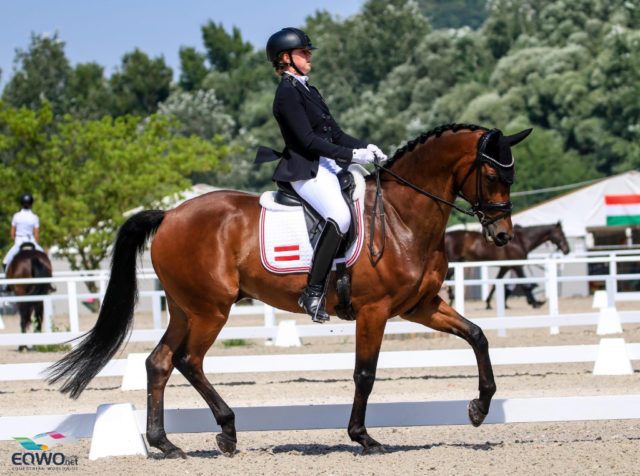 Beste Karten für die Europameisterschaften: Lena Abfalterer (AUT/T) und Avatar gewinnen beide Prüfungen beim CDI Budapest haushoch! © Petra Kerschbaum