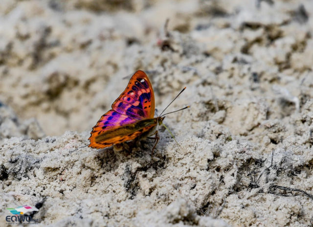 Wer sich so alles auf dem Dressurviereck wohlfühlt... © Petra Kerschbaum