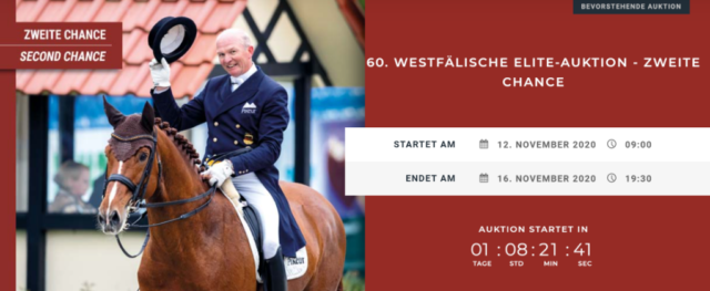 Die Elite-Auktion in Westfalen geht in die zweite Runde: einige Käufer hatten sich beim ersten Mal überschätzt! © www.westfalen-pferde.de