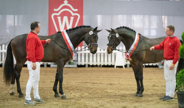 Die westfälische Hauptkörung brachte gleich zwei springbetonte Siegerhengste hervor! © Reckimedia