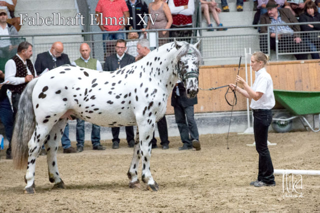 Norikerzucht: Der stattliche Tigerhengst Fabelhaft Elmar XV au der Zucht von Familie Wind ist momentan als Deckhengst verpachtet. © Nika-photos.at