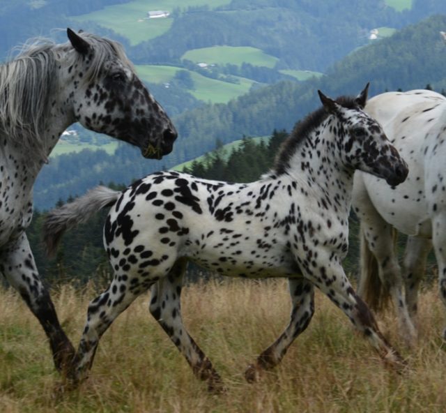Noriker Tigerschecken sind über die ganze Welt bekannt und beliebt! Der kleine Herrlich wird in Florida seine Zukunft als Norikerhengst haben. © Hilde Gusterer