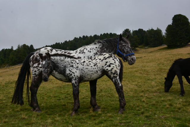 Die Jährlingsstute Lichtzauber hat vergangene Woche ihre heimische Koppel verlassen und die große Reise nach Florida angetreten. © Hilde Gusterer